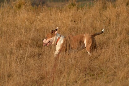 Continental Bulldogs Seeblickbulls Bilderalbum - am Kyffhäuser