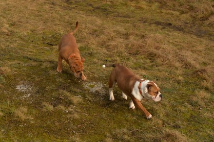 Continental Bulldogs Seeblickbulls Bilderalbum - am Kyffhäuser