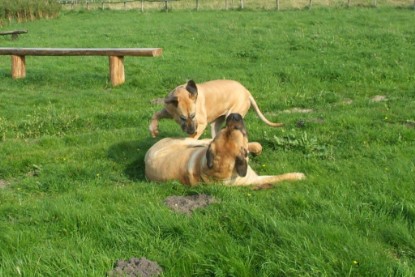 Mastiff Don Theo und Dogge Luna