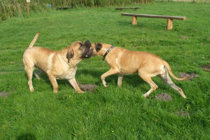 Mastiff Don Theo und Dogge Luna