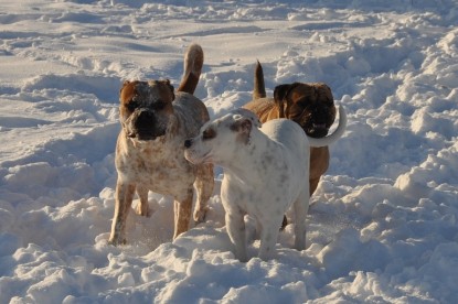 Continental Bulldogs Seeblickbulls Bilderalbum - Weihnachten im Schnee 2010