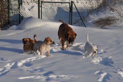 Continental Bulldogs Seeblickbulls Bilderalbum - Weihnachten im Schnee 2010