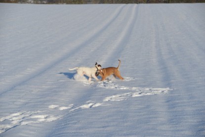 Continental Bulldogs Seeblickbulls Bilderalbum - Fietis und Resis erster Schnee