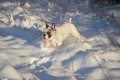 Continental Bulldogs Seeblickbulls Bilderalbum - Fietis und Resis erster Schnee