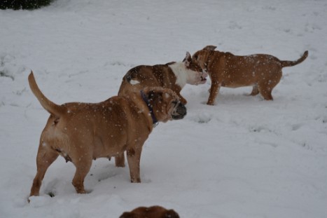 Continental Bulldogs Seeblickbulls Bilderalbum - im Schnee am 18.01.2018