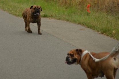 Continental Bulldogs Seeblickbulls Bilderalbum - Rthur-Louis zu Besuch