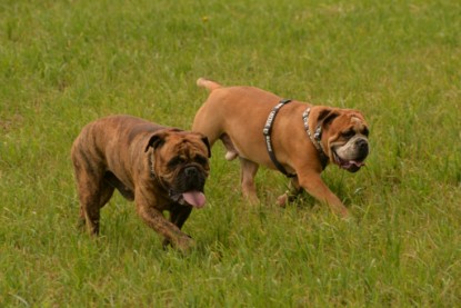 Continental Bulldogs Seeblickbulls Bilderalbum - Rthur-Louis zu Besuch