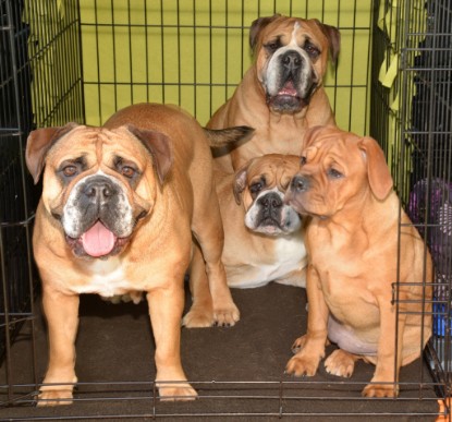 Continental Bulldogs Seeblickbulls Bilderalbum - bei Al Bruno zu Besuch
