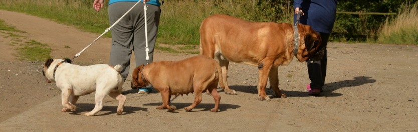 Continental Bulldogs Seeblickbulls Bilderalbum - Septemberausflug
