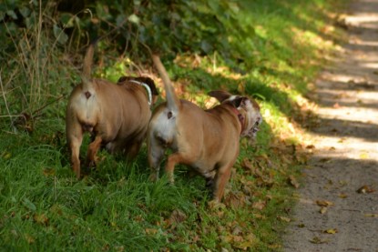 Continental Bulldogs Seeblickbulls Bilderalbum - Septemberausflug