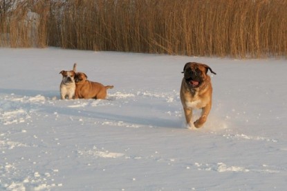 Continental Bulldogs Seeblickbulls Bilderalbum - Januar bis März 2010