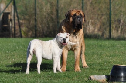 Continental Bulldogs Seeblickbulls Bilderalbum - Bulldog-Bogeys Babett