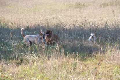 Continental Bulldogs Seeblickbulls Bilderalbum - Bulldog-Bogeys Babett