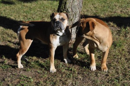 Continental Bulldogs Seeblickbulls Bilderalbum - Pickwick Doreen