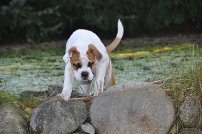 Continental Bulldogs Seeblickbulls Bilderalbum Bulldog-Bogeys Emmas erste Tage