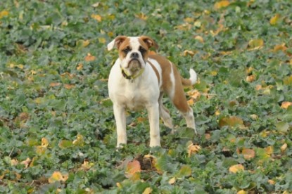Continental Bulldogs Seeblickbulls Bilderalbum Bulldog-Bogeys Emmas erste Tage
