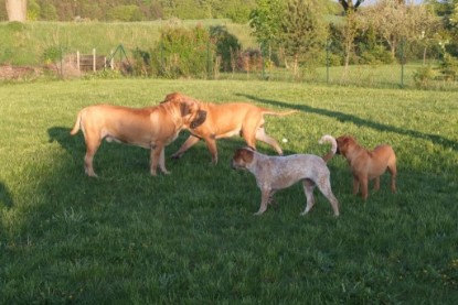 Continental Bulldogs Seeblickbulls Bilderalbum Busuch aus Holland