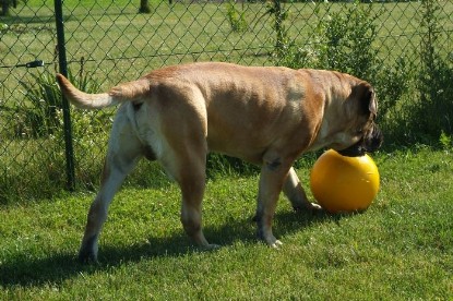 sbb Mastiff Don Theo und OEB Abby toben auf der Wiese mit dem gelben Ball