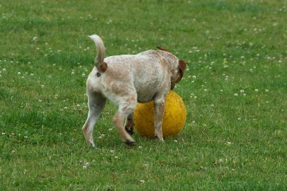 sbb Mastiff Don Theo und OEB Abby toben auf der Wiese mit dem gelben Ball