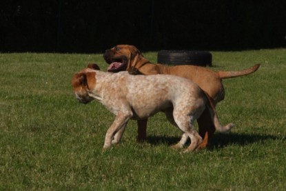 Continental Bulldogs Seeblickbulls Bilderalbum - Sommer 2010