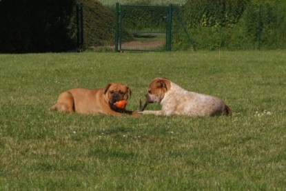 Continental Bulldogs Seeblickbulls Bilderalbum - Sommer 2010