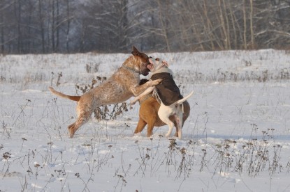 Continental Bulldogs Seeblickbulls Bilderalbum - Babett und Schnee