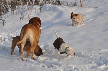 Continental Bulldogs Seeblickbulls Bilderalbum - Babett und Schnee
