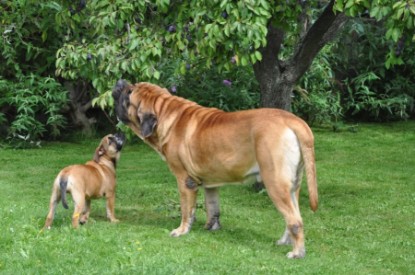 Continental Bulldogs Seeblickbulls Bilderalbum - Herbst 2011