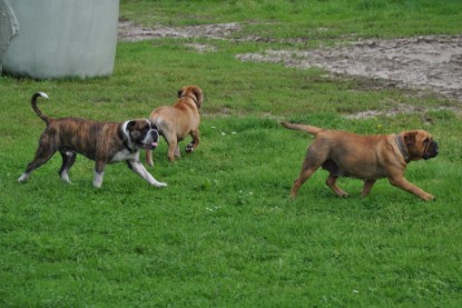 Continental Bulldogs Seeblickbulls Bilderalbum Conti-Treff 2011