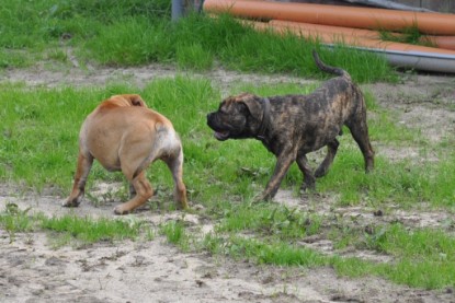Continental Bulldogs Seeblickbulls Bilderalbum Conti-Treff 2011
