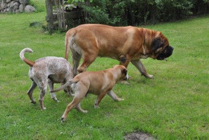 Continental Bulldogs Seeblickbulls Bilderalbum im Garten am 17. September 2011