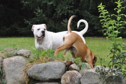 Continental Bulldogs Seeblickbulls Bilderalbum im Garten am 17. September 2011