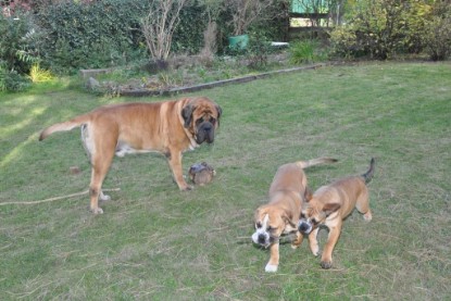 Continental Bulldogs Seeblickbulls Bilderalbum im Garten am 19. Oktober 2011