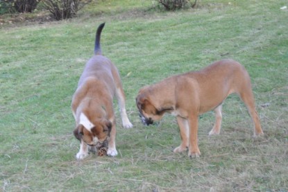 Continental Bulldogs Seeblickbulls Bilderalbum im Garten am 19. Oktober 2011
