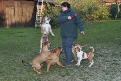 Continental Bulldogs Seeblickbulls Bilderalbum im Garten am 12. und 13. November 2011