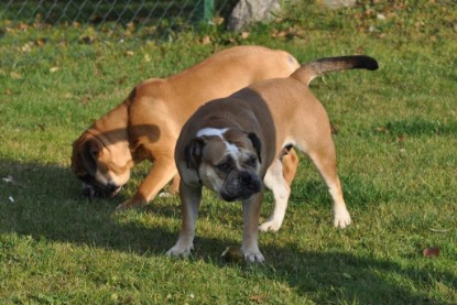 Continental Bulldogs Seeblickbulls Bilderalbum im Garten am 12. und 13. November 2011