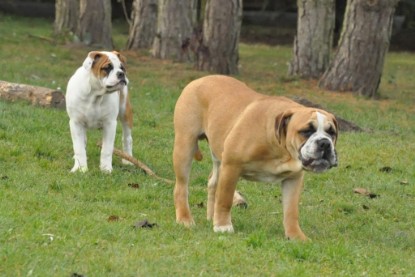Continental Bulldogs Seeblickbulls Bilderalbum im Garten am 24. und 25.11.2011