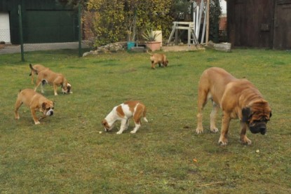Continental Bulldogs Seeblickbulls Bilderalbum im Garten am 24. und 25.11.2011