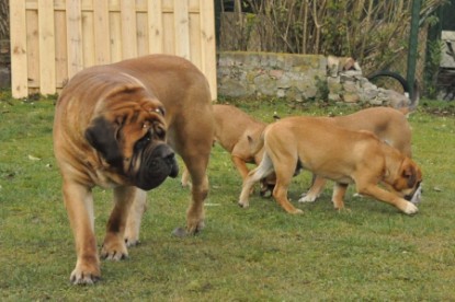 Continental Bulldogs Seeblickbulls Bilderalbum - Herbst 2011