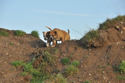Continental Bulldogs Seeblickbulls Bilderalbum - Ausflug an den Grand Canyon