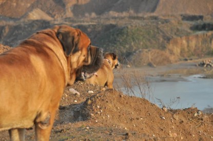 Continental Bulldogs Seeblickbulls Bilderalbum - Ausflug an den Grand Canyon