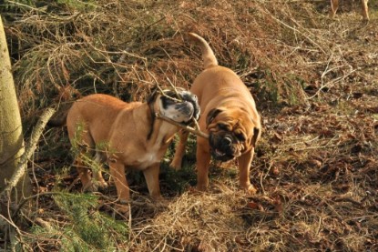 Continental Bulldogs Seeblickbulls Bilderalbum - Hundehilfe im Holz