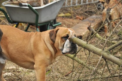 Continental Bulldogs Seeblickbulls Bilderalbum - Hundehilfe im Holz
