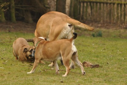 Continental Bulldogs Seeblickbulls Bilderalbum - Theos Holz