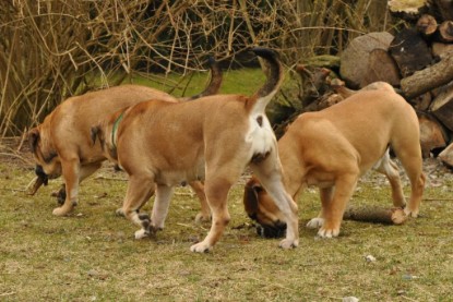 Continental Bulldogs Seeblickbulls Bilderalbum - Theos Holz