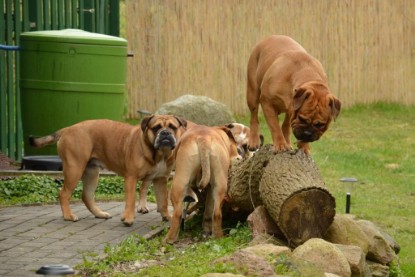 Continental Bulldogs Seeblickbulls Bilderalbum - Paula in action
