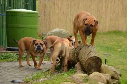 Continental Bulldogs Seeblickbulls Bilderalbum - Paula in action