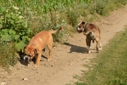 Continental Bulldogs Seeblickbulls Bilderalbum - Ausflug am 22. Juni 2012 mit DOREEN, BLACKY, SHOWMAN und ANTON