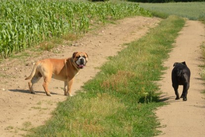 Continental Bulldogs Seeblickbulls Bilderalbum - Ausflug am 22. Juni 2012 mit DOREEN, BLACKY, SHOWMAN und ANTON