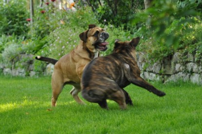Continental Bulldogs Seeblickbulls Bilderalbum - Schweiz 2012